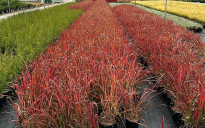 cylindrical imperata red baron